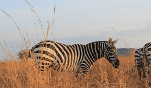 Uganda safaris, Self drive uganda, Car rental Uganda, Auto Rental Uganda